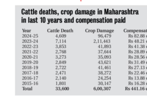 A table displaying data on cattle deaths, crop damage, and compensation paid by the Maharashtra government over the last ten years due to human-wildlife conflicts. The table includes yearly statistics from 2015-16 to 2024-25.