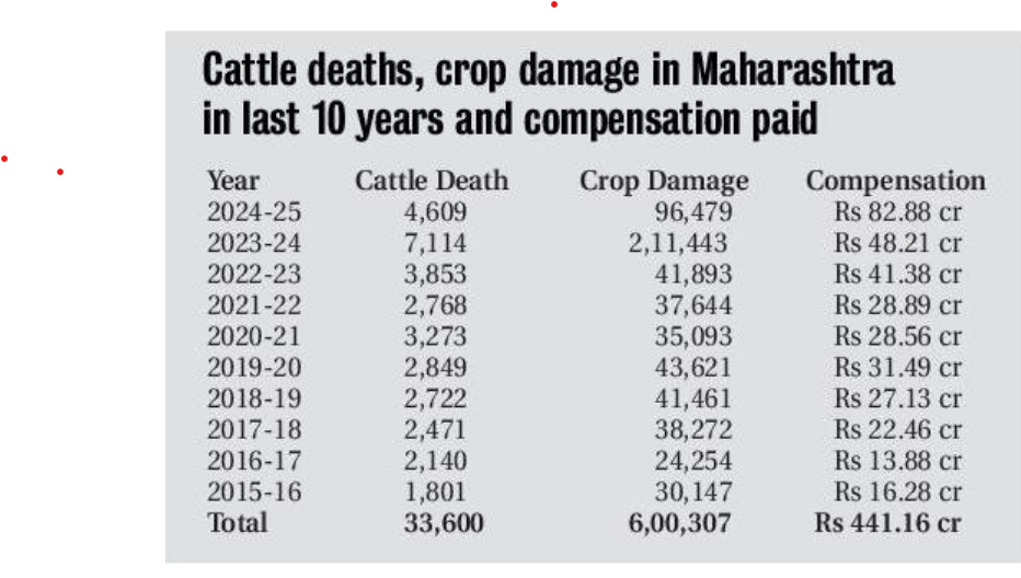 A table displaying data on cattle deaths, crop damage, and compensation paid by the Maharashtra government over the last ten years due to human-wildlife conflicts. The table includes yearly statistics from 2015-16 to 2024-25.